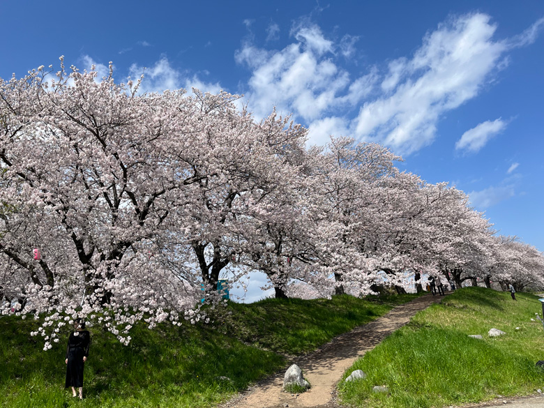 河川敷駐車場側から眺めた広場の桜～神奈川県厚木市相模川三川合流点