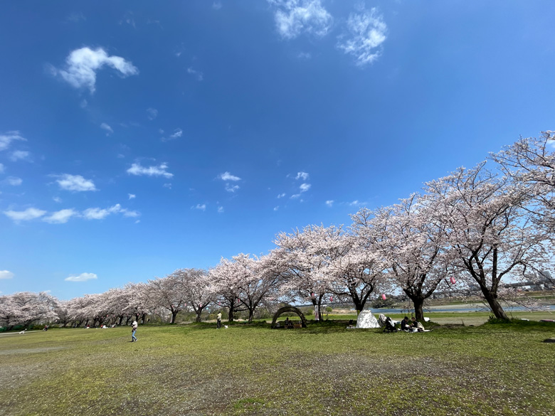 広場を囲む桜～神奈川県厚木市相模川三川合流点