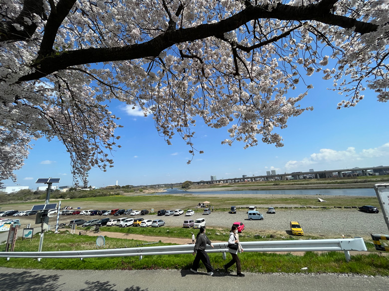 広場から眺めた河川敷の駐車場と桜～神奈川県厚木市相模川三川合流点
