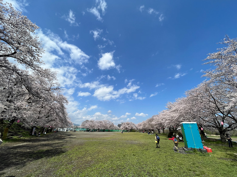広場を囲む桜～神奈川県厚木市相模川三川合流点