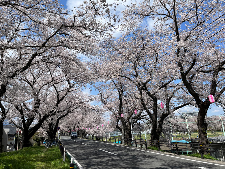 土手沿いの桜並木～神奈川県厚木市相模川三川合流点
