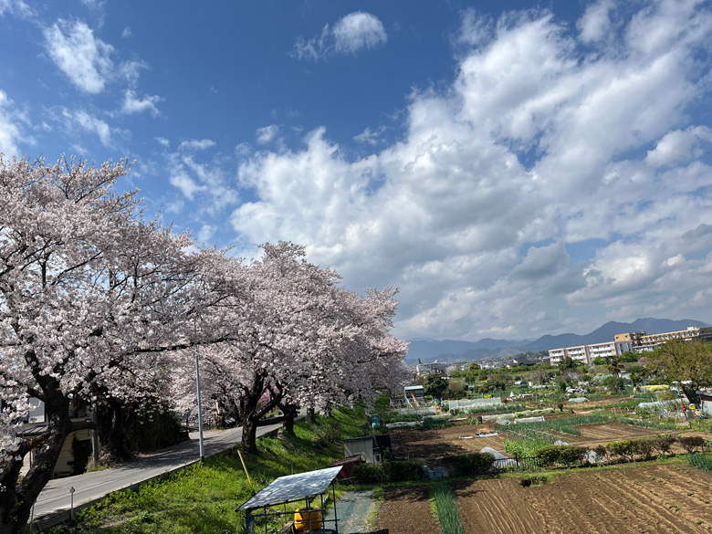 土手沿いの桜並木～神奈川県厚木市相模川三川合流点