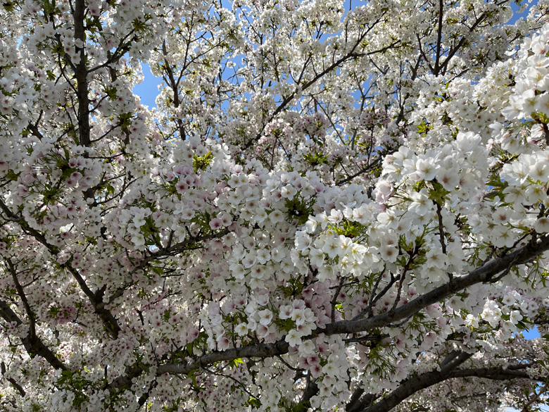 もこもこに満開の桜アップ～神奈川県厚木市相模川三川合流点