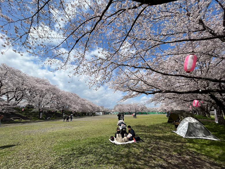 広場の桜～テントを張って楽しむ方も