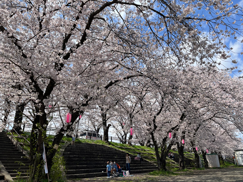 広場を囲む土手沿いの桜～神奈川県厚木市相模川三川合流点