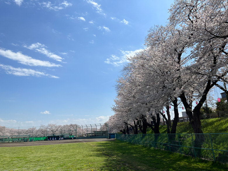 野球場を囲む桜～神奈川県厚木市相模川三川合流点