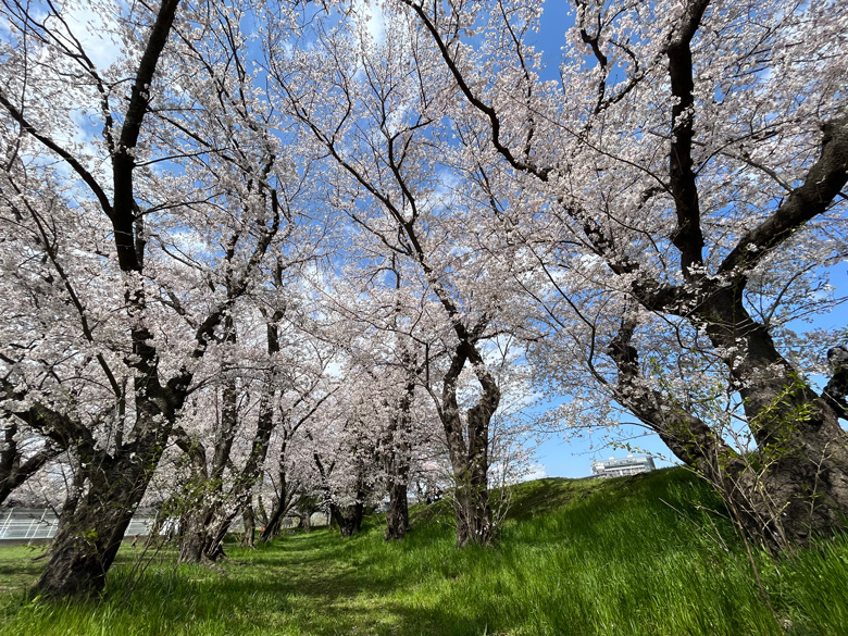 野球場裏の桜林～ジブリみたい～神奈川県厚木市相模川三川合流点