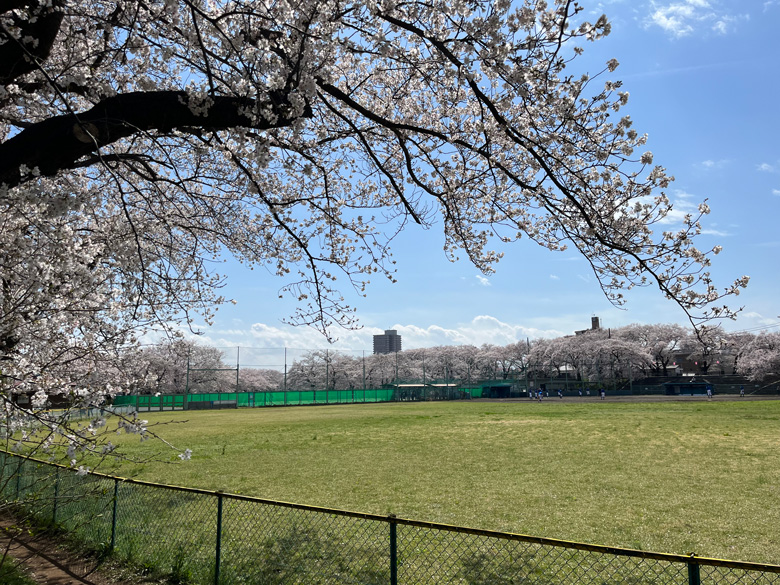 野球場を囲む桜～神奈川県厚木市相模川三川合流点