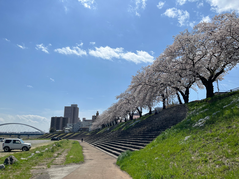 河川敷の土手沿いの桜～相模川の眺めも良し～神奈川県厚木市相模川三川合流点