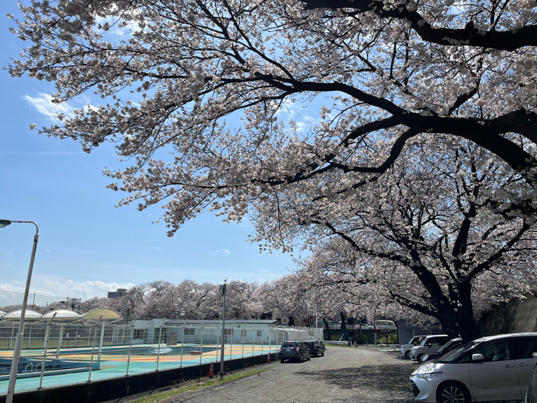 プールと駐車場を囲む桜～神奈川県厚木市相模川三川合流点